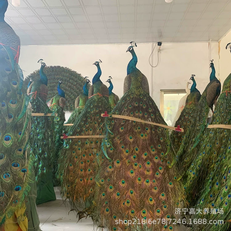 Украшения павлина Украшение дома Перо Павлин Ремесла Трейлинг Павлин Модель Истинное перо Павлин Образец