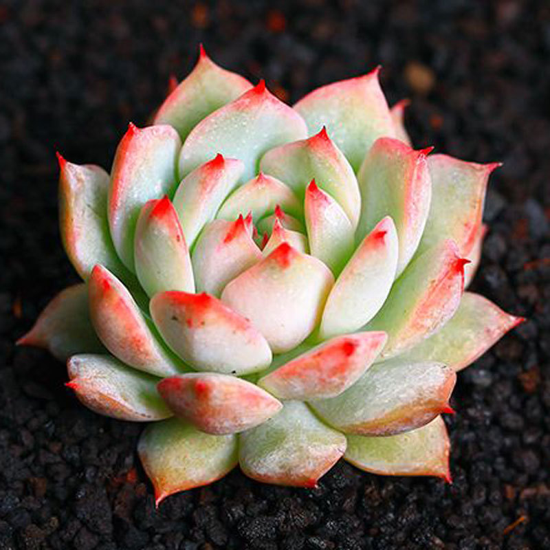 TP4-5cm (검은색 플라스틱 화분 배송 준비 완료)