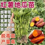 正宗蜜薯苗秧红薯秧苗烟薯25号西瓜红苗黄心板栗薯苗紫薯地瓜秧苗