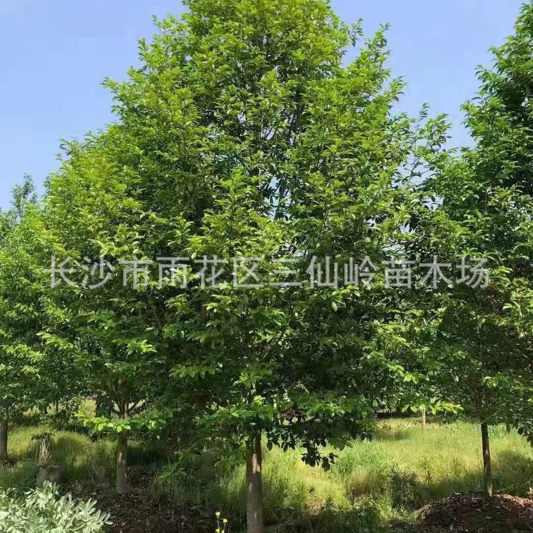 乐昌含笑树批发 15-18-20公分乐昌含笑行道树基地树苗全冠精品树