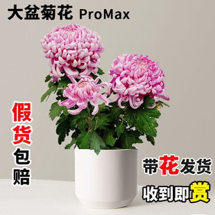 �ջ��������Ԏ������ͺ��_���ܾGֲ���ļ��󻨽���վ���ǧ�^��