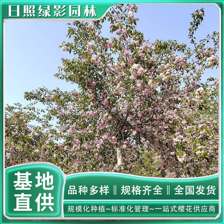 Зеленая тень сада ветка хризантемы Шаньдун Жичжао висит Саженцы вишни сколько стоит 10 см ветка хризантемы висит Саженцы вишни