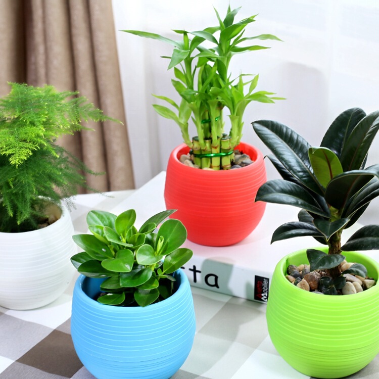 Money Tree, Gardenia, Asparagus, Pothos, Aloe Vera, Office Air Purification, Green Plants, Desktop Flowers, Hydroponic Plants