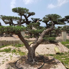 С���M�����ϙ�� ���ϙ���_�h�� ����ɳĮ�G�����^ֲ��һ�w�ɾ�