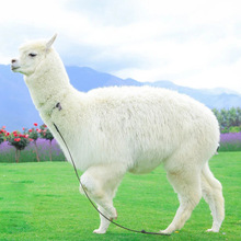湖北省出售 純白羊駝批發羊駝 一手貨源