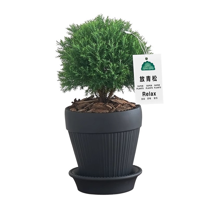 Pequeño bonsai verde en la sala de estar de escritorio de la oficina, hoja perenne en todas las estaciones, buena alimentación emocional estable image 5