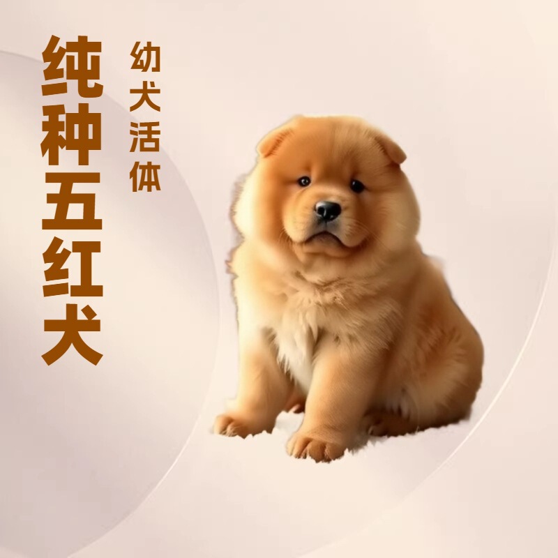 Wholesale Purebred Five-Red Dog Puppies, Live Medium-Sized Pet Dogs, Guard Dogs, Puppies, Live Farm Dogs, Hunting Dogs