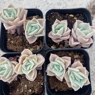 Cute Rose Double-Headed 3-5Cm6.5Cm Pot Real Shot Succulent Plant Base Direct Sales Large Favorably
