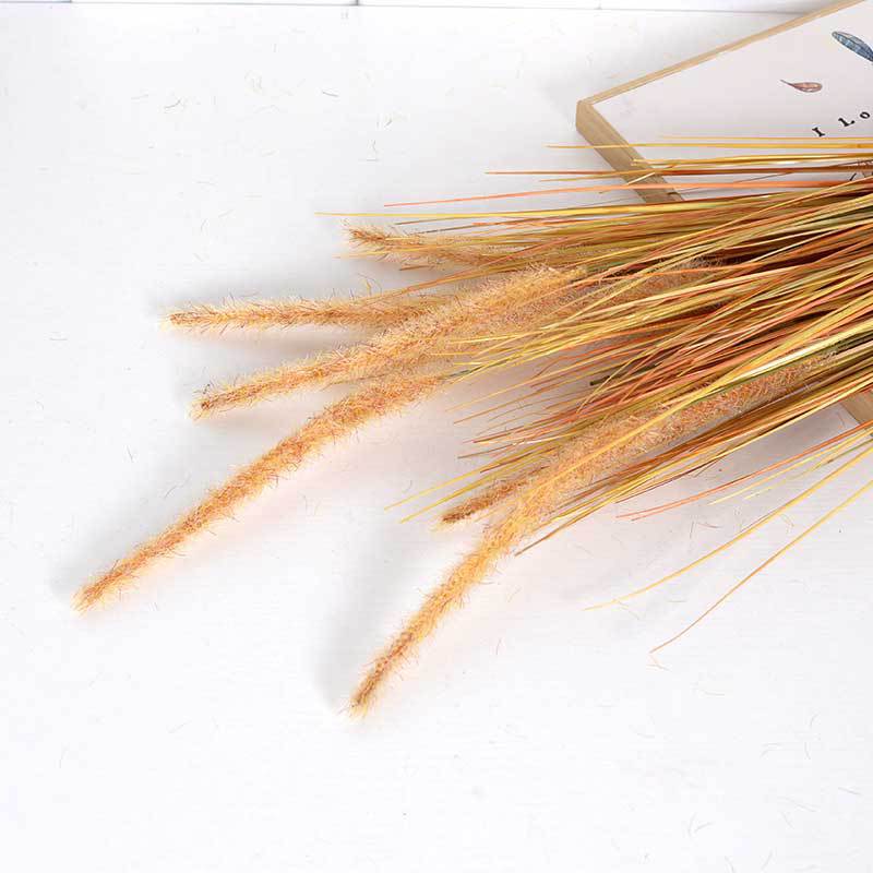 Cola de perro hierba naranja