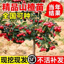 山楂树活苗大金星大五棱苗甜红子黄山楂嫁接歪把红果苗山里红树苗