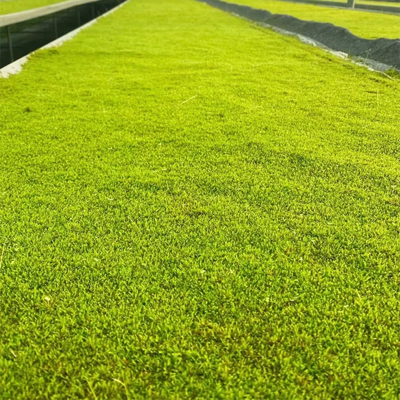 Мох, зеленый мох, микроландшафт Чэнду, клумбы, зеленое растение для покрытия грунта в японском и китайском стиле, живой мох.