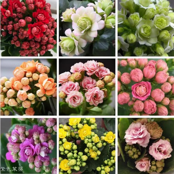 Longevity Flower Seeds Indoor and Outdoor Balcony Potted Plants Florals Easy to Live All Year Round Sowing Flowering Wildflower Seeds