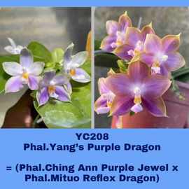 珍奇趣味蝴蝶兰实生苗趣味蝴蝶兰路德分生蝴蝶兰苗新手原生练手苗