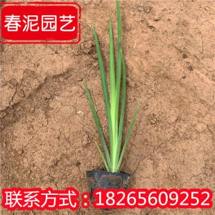 Aquatic Iris Cup Seedlings, Yellow Flower Iris Seedling Base, Ornamental Plants for Planting by the Water, Seedlings for Scenic Parks