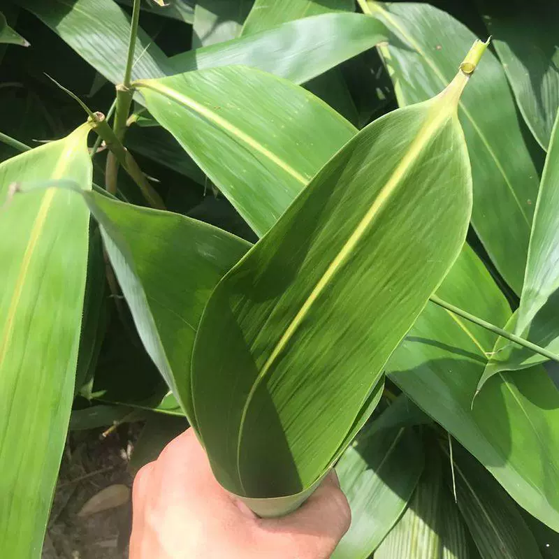 Свежие листья мушмулы Свежие и очень большие листья мушмулы большие листья свежие дикие коричневые листья большие Ou Qing