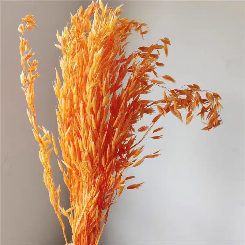 오렌지 오트밀 30스틱