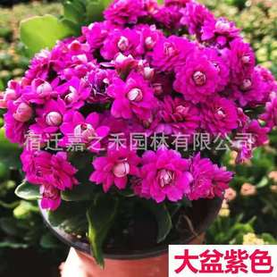 Kalanchoe Potted Plant with Buds Geneva Golden Fox Double Large Flower Indoor Easy to Grow Four-Season Flowering Green Plants and Florals