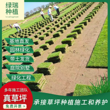 活草皮草坪带泥土免修剪矮生百慕大别墅花园庭院绿化马尼拉真草坪
