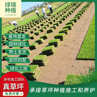 Living Turf Lawn with Soil, No Pruning, Dwarf Bermuda House Garden, Courtyard Greening, Manila Real Lawn