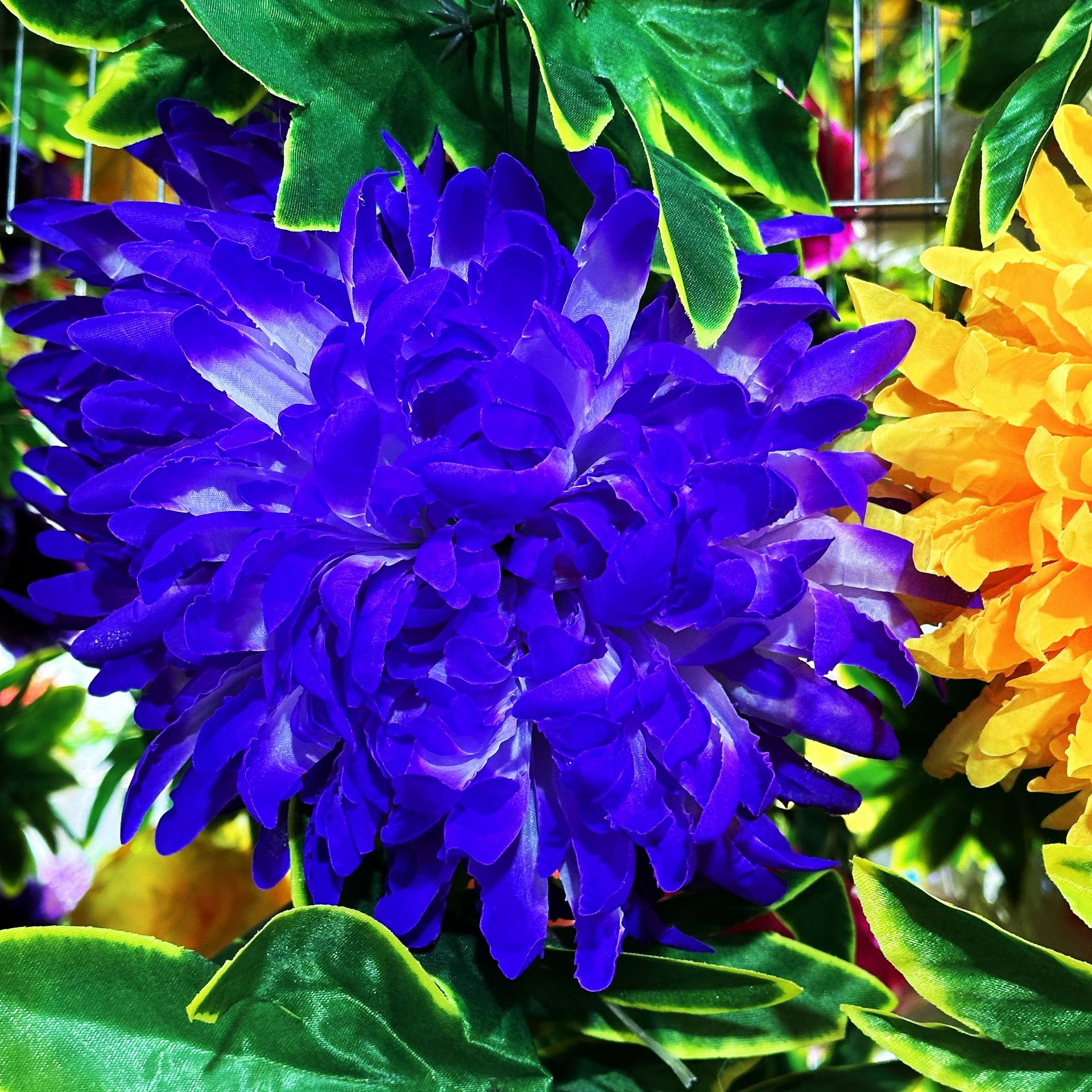 Purple, 2.5meter