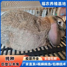 成年公羊兔批发价格活体公羊兔种兔养殖场低价促销巨型纯种公羊兔