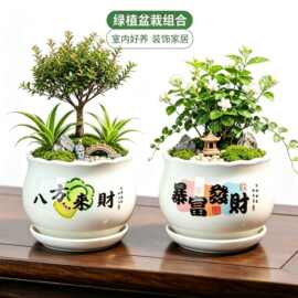 好事发生陶瓷花盆创意文字盆器室内桌面绿植盆栽多肉花盆货源批发