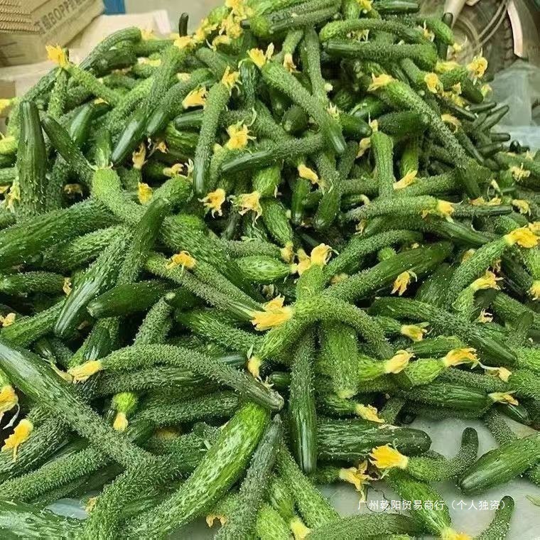 小黄瓜新鲜小黄瓜扭小青瓜新鲜黄瓜手指粗细腌制咸菜下饭菜3/5斤|undefined