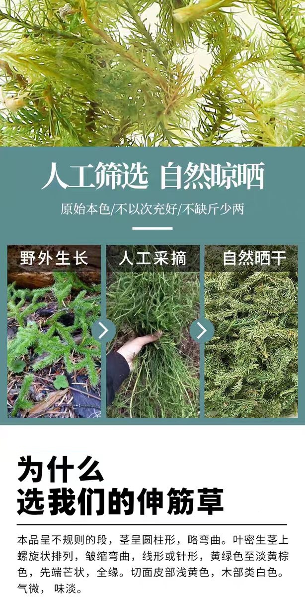 Shen Jin Cao (Lycopodium clavatum) — Dried Clubmoss Herb for Foot Soaks & Herbal Wine key features