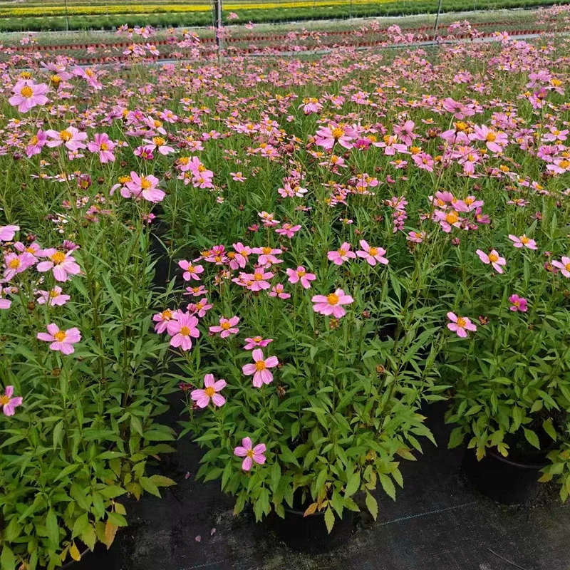 Высокие стебли Bidens bipinosana Чэнду Цветочная граница Декоративные растения Ландшафтный проект Муниципальный парк рассады