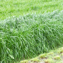 牧草种子多年生黑麦草宽叶高产耐寒四季养牛羊猪鸡鸭鹅鱼兔牧草籽