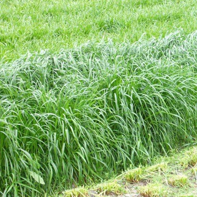 牧草种子多年生黑麦草宽叶高产耐寒四季养牛羊猪鸡鸭鹅鱼兔牧草籽