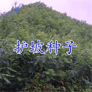�o�¹�ľ�N�Ӻ�֦�����뻱�໨ľ�m�G�l�iʺ���̻��y�Ϛg�o�·N��