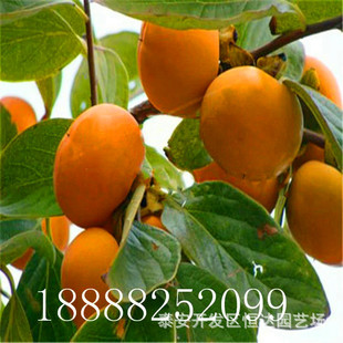 柿柿苗圖片 海量高清柿柿苗圖片大全 阿里巴巴