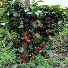 ���ϻ��N�Ӳ��������ٴ�Ѫ��ֲ���ϱ����Nֲ�̨ͥԺ������Թ���