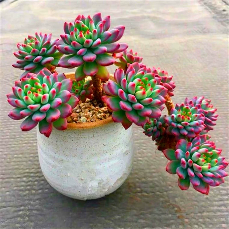 Голубое яблоко мясистые старые сваи скалы очищают сарай