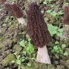 Qingchuan specialty Field natural Grow Morel mushroom dried food Morel Mushroom 100g support One piece On behalf of