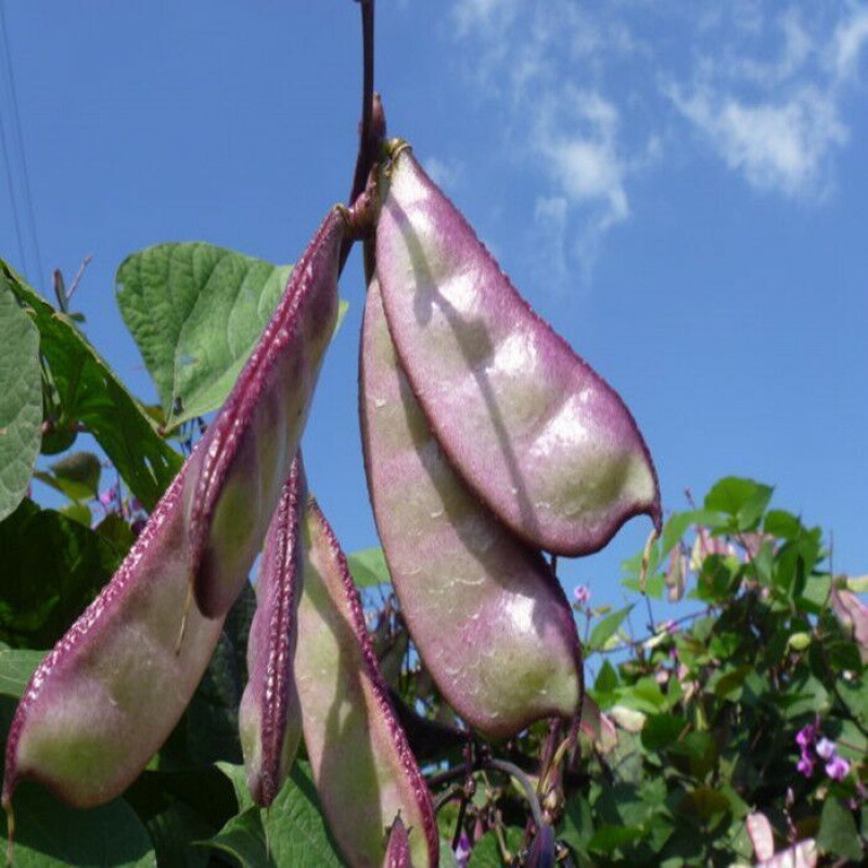 Purple-rimmed eyebrow bean seeds Purple-rimmed lentil pig ears four seasons spring and autumn easy sowing high-yield vegetable seeds with transportation resistance