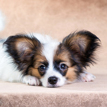 �Ȳ�朽����ِ����������̩Ī����������ο�ʯ��