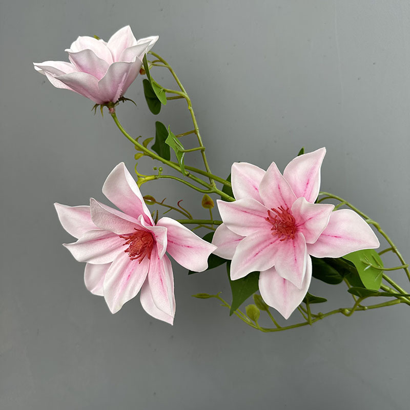 Branchlets는 Clematis Gouache를 처리합니다.