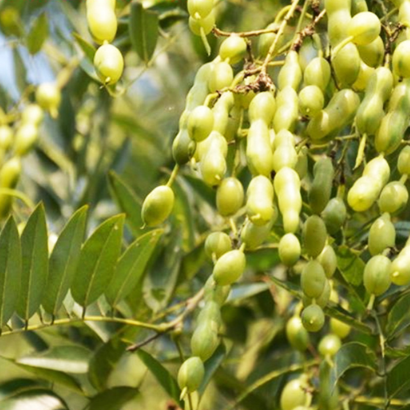 厂家批发 新采国槐种子 槐树种籽 林木种子 出芽率好 量大价