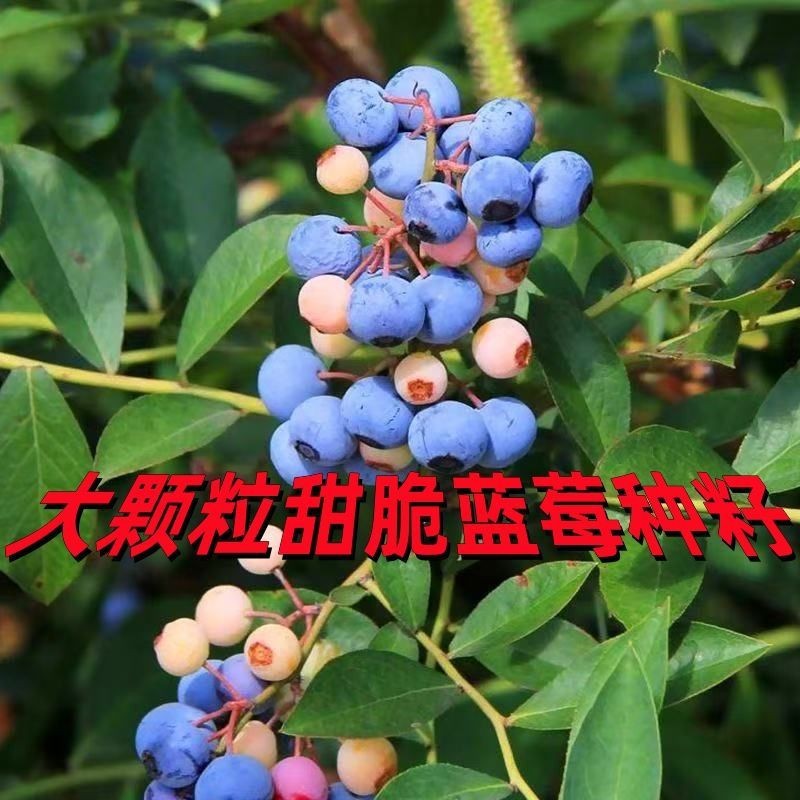 蓝莓树种子蓝莓籽盆栽地栽果带大果南北方种植兔眼绿宝石果树种子