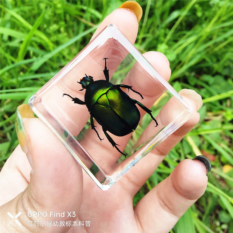 형광 노란색 일본 가짜 넓은 꽃 황금 거북이