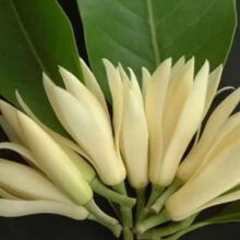 白兰花鲜花黄果兰花缅桂花新鲜黄角兰当天采摘白玉兰花苞闻香客厅