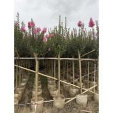 细叶紫薇树小叶紫薇树苗别墅行道树广场美丽乡村绿化树5-8分