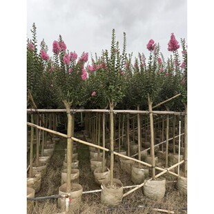 ���~��ޱ��С�~��ޱ����e���е���V�������l��G����5-8��