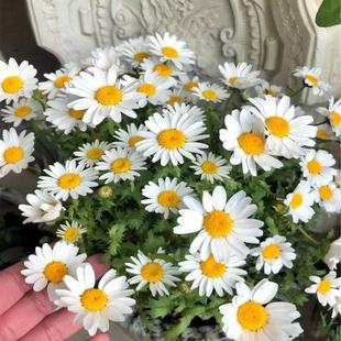 White Daisy Seeds, White Crystal Daisy, Crystal Daisy, Snow Daisy Seeds, Long Flowering Period, Flower Bed, Outdoor Balcony Potted Plant, Spring and Autumn Sowing