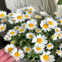 Семена белой ромашки, белая хрустальная ромашка, хрустальная ромашка, семена снежной ромашки, длительный период цветения, клумба, горшечное растение на открытом балконе, весеннее и осеннее посевы