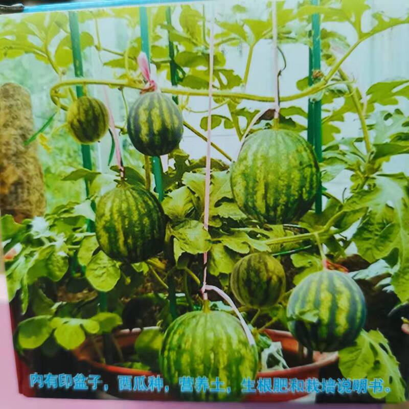 Students and Kidsren Plant Watermelon Small Potted Plants, Plant Growth Observation DIY Happy Farm Science Practice Products