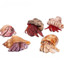 ����ľ�з����Ұ����Ϻ�ݮ��ݮ�����^�p�ľ�зС�з���B