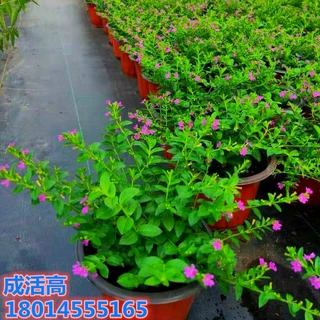 批发基地满天星苗美女樱小苗月见草金鸡菊盆栽植物南北方四季开花